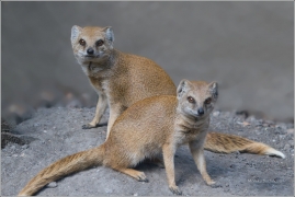 <p>MANGUSTA LIŠČÍ (Cynictis penicillata) Zoo Děčín</p>